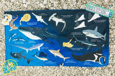 OCEANARIUM海洋生物 吸水沙灘巾60*110cm 鯊魚 T02