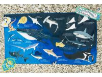 OCEANARIUM海洋生物 吸水沙灘巾60*110cm 鯊魚 T02